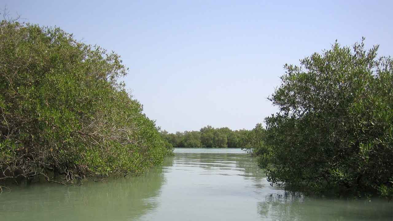 Mangrove Forests in Qeshm Island