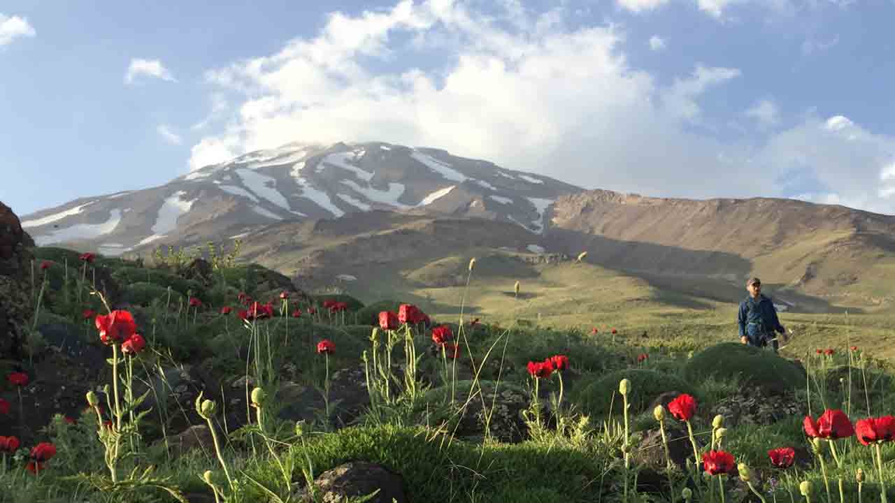 Anemone flowers on the slopes of Damavand