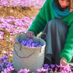 saffron farm in iran mashhad
