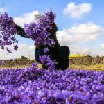 saffron farm in iran mashhad